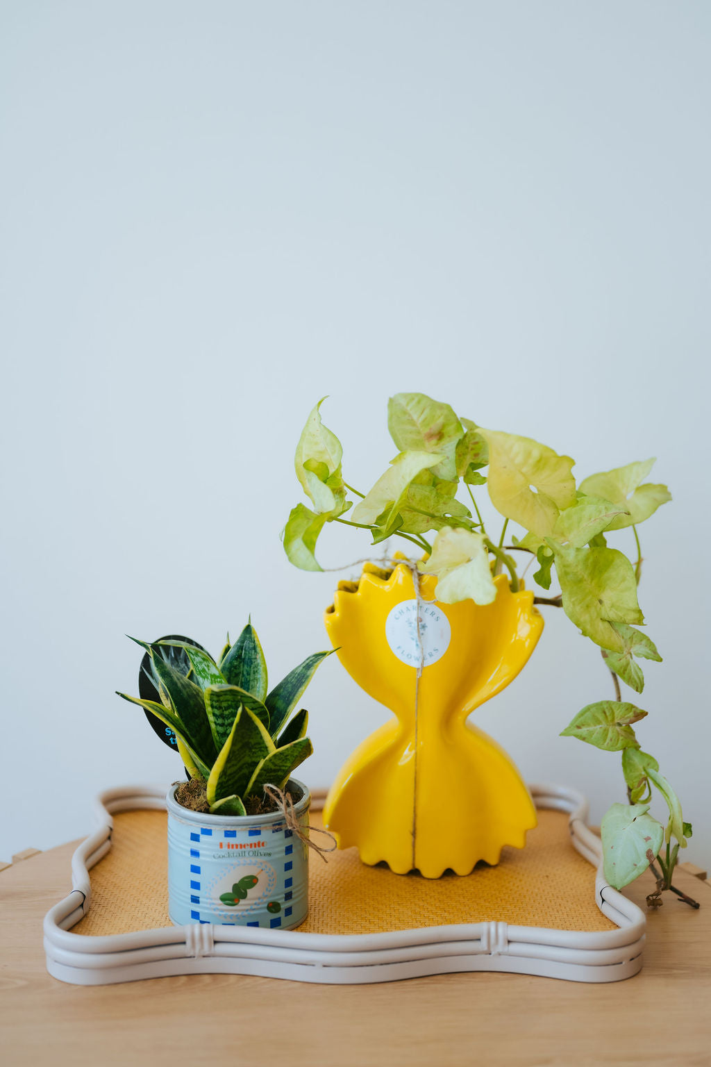 Assorted Seasonal Indoor Plants
