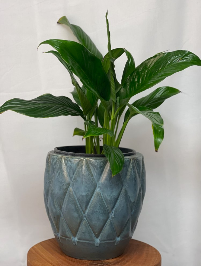 peace Lilly Plant And Pot