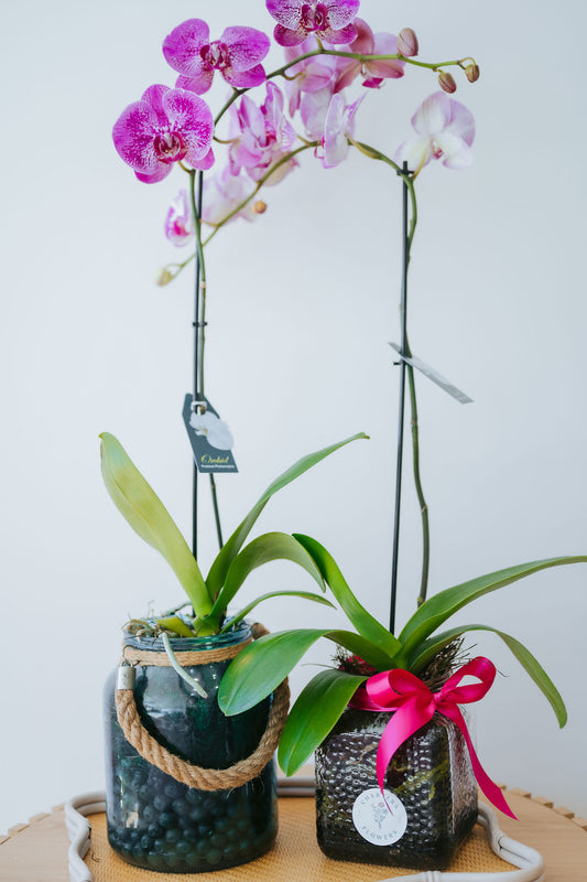 Assorted Seasonal Indoor Plants