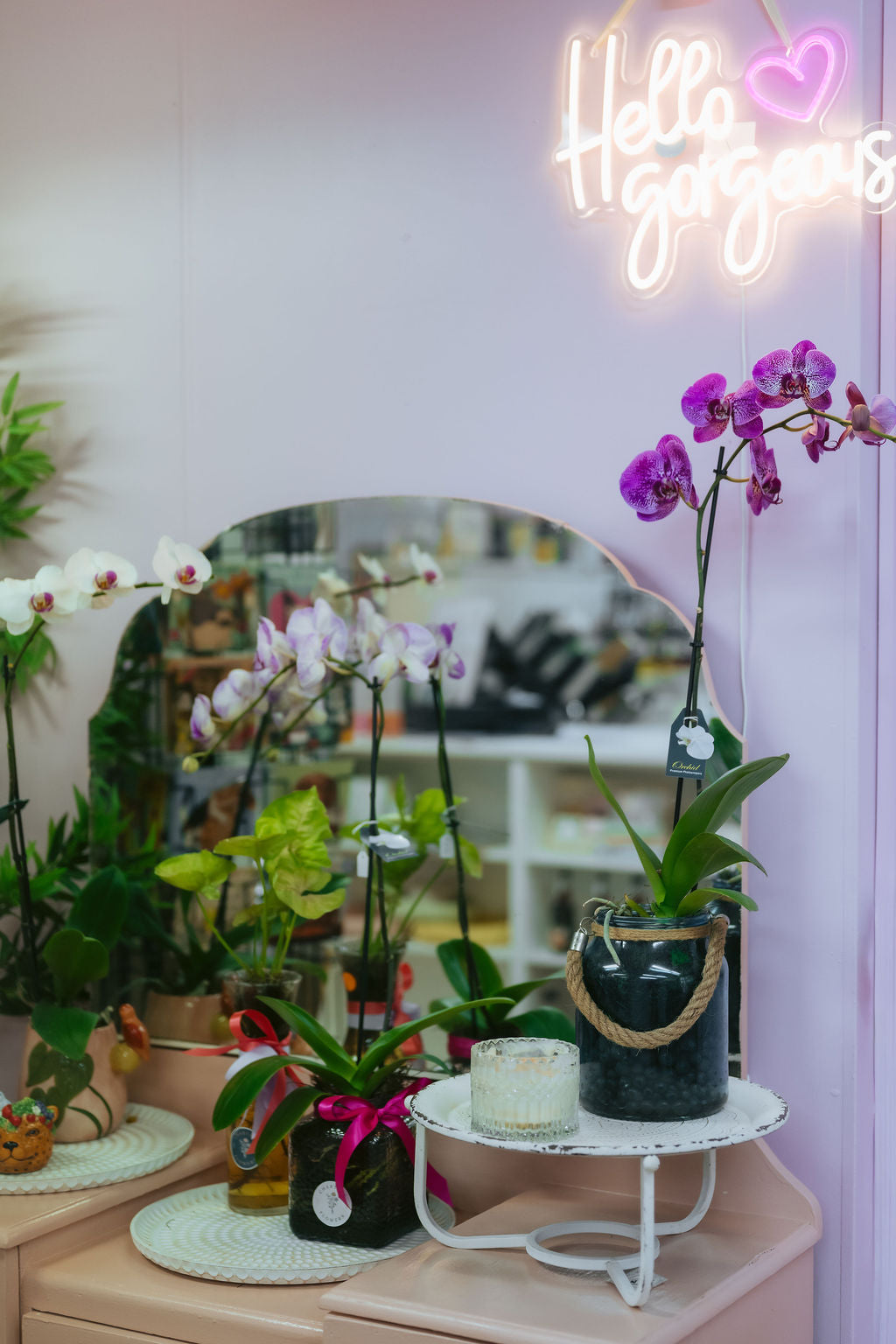 Assorted Seasonal Indoor Plants
