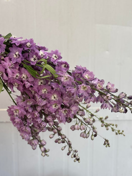 Florist Choice Arrangements by Phone Order